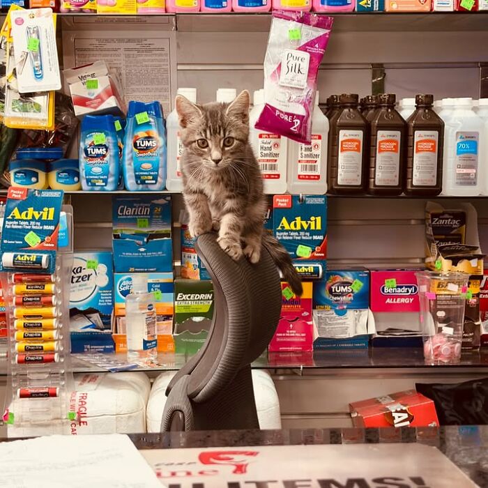 NYC’s Beloved Bodega Cats Are Back, And This Time, They’re Getting Their Own Book (41 New Pics) NYC’s Beloved Bodega Cats Are Back, And This Time, They’re Getting Their Own Book (41 New Pics)