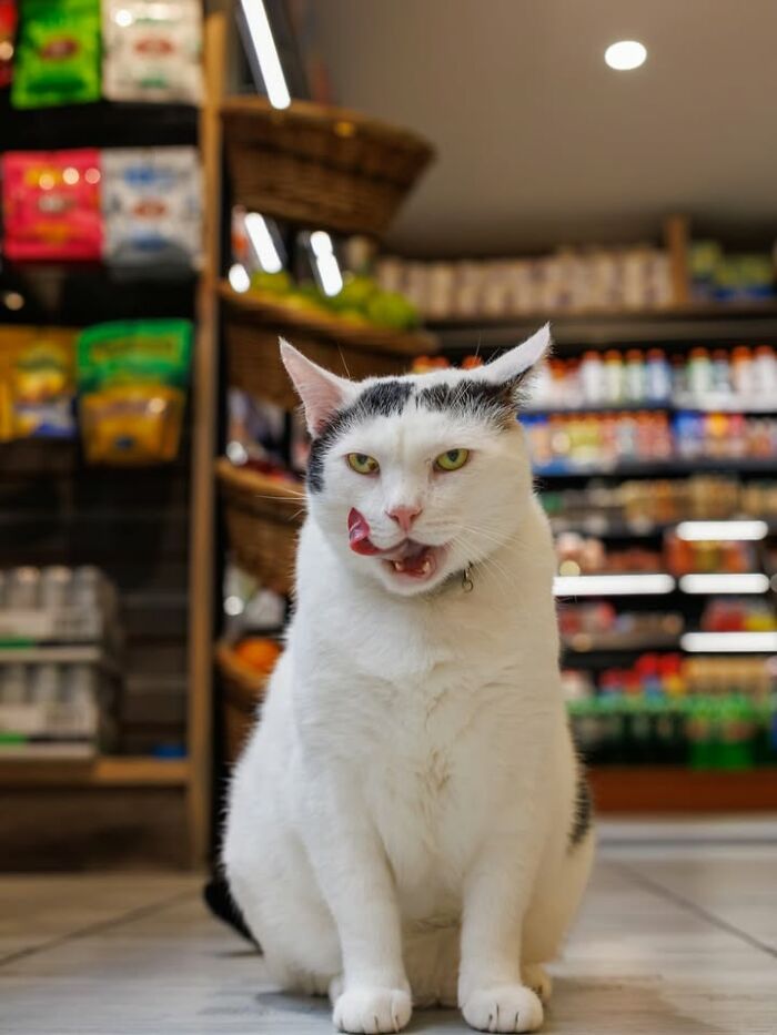 NYC’s Beloved Bodega Cats Are Back, And This Time, They’re Getting Their Own Book (41 New Pics) NYC’s Beloved Bodega Cats Are Back, And This Time, They’re Getting Their Own Book (41 New Pics)