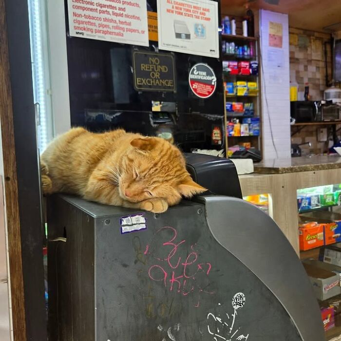 NYC’s Beloved Bodega Cats Are Back, And This Time, They’re Getting Their Own Book (41 New Pics) NYC’s Beloved Bodega Cats Are Back, And This Time, They’re Getting Their Own Book (41 New Pics)
