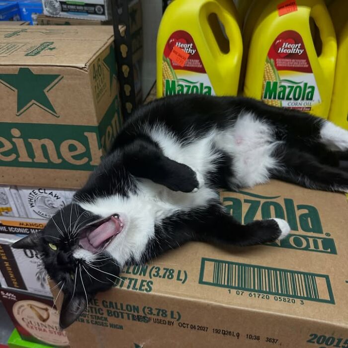 NYC’s Beloved Bodega Cats Are Back, And This Time, They’re Getting Their Own Book (41 New Pics) NYC’s Beloved Bodega Cats Are Back, And This Time, They’re Getting Their Own Book (41 New Pics)