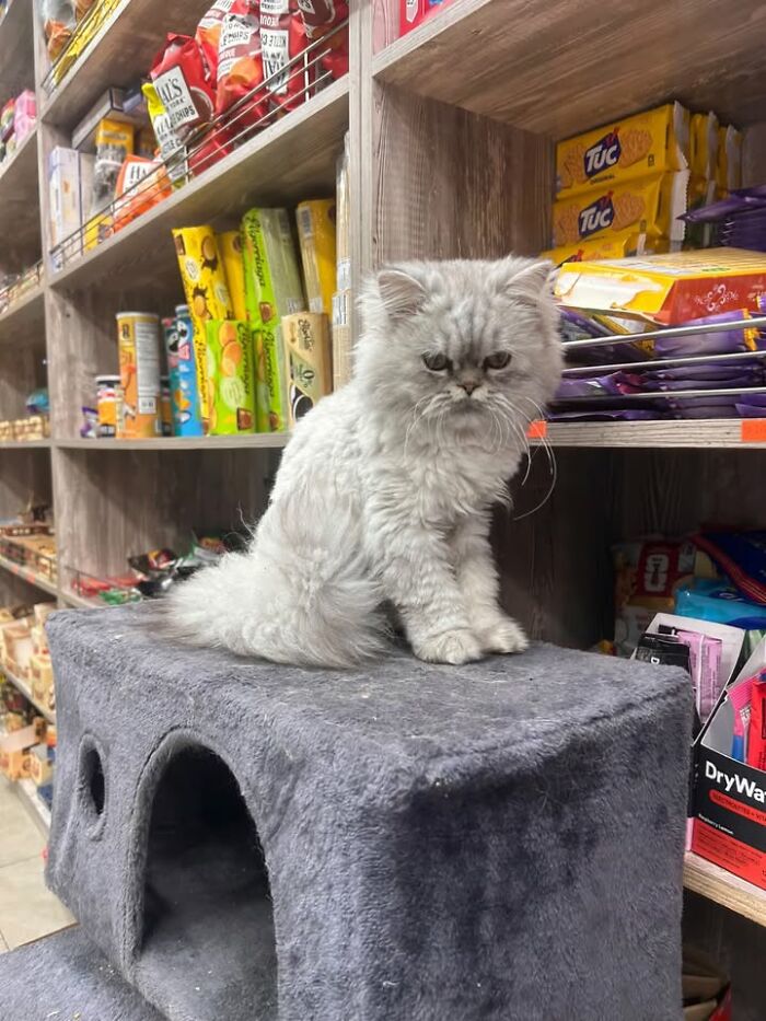 NYC’s Beloved Bodega Cats Are Back, And This Time, They’re Getting Their Own Book (41 New Pics) NYC’s Beloved Bodega Cats Are Back, And This Time, They’re Getting Their Own Book (41 New Pics)