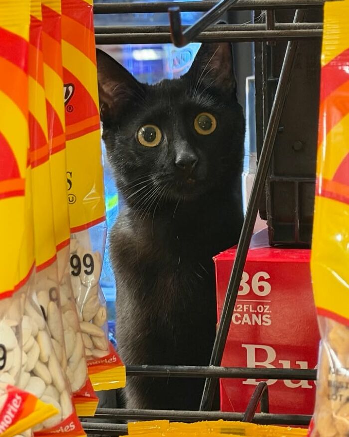 NYC’s Beloved Bodega Cats Are Back, And This Time, They’re Getting Their Own Book (41 New Pics) NYC’s Beloved Bodega Cats Are Back, And This Time, They’re Getting Their Own Book (41 New Pics)