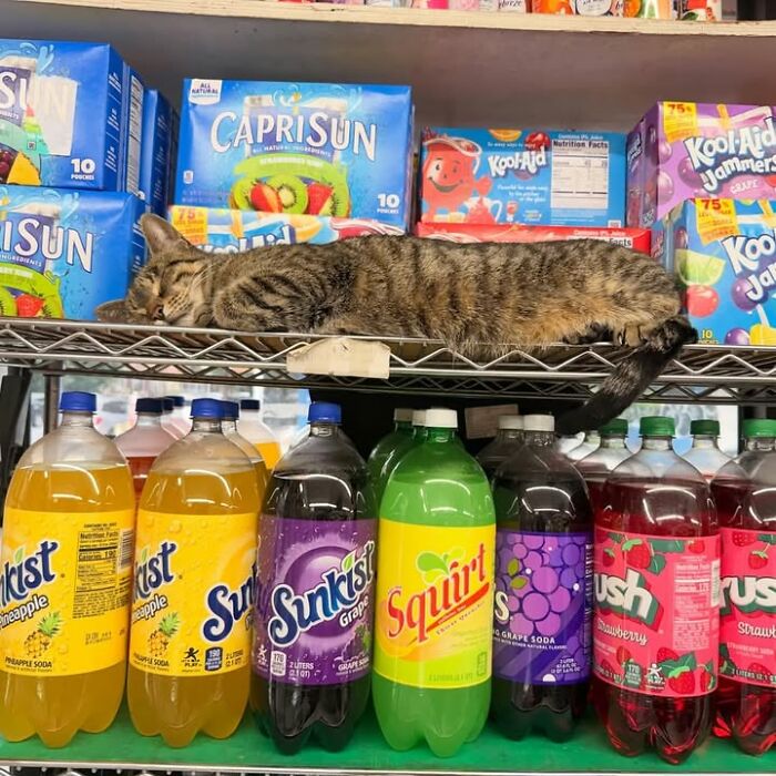 NYC’s Beloved Bodega Cats Are Back, And This Time, They’re Getting Their Own Book (41 New Pics) NYC’s Beloved Bodega Cats Are Back, And This Time, They’re Getting Their Own Book (41 New Pics)