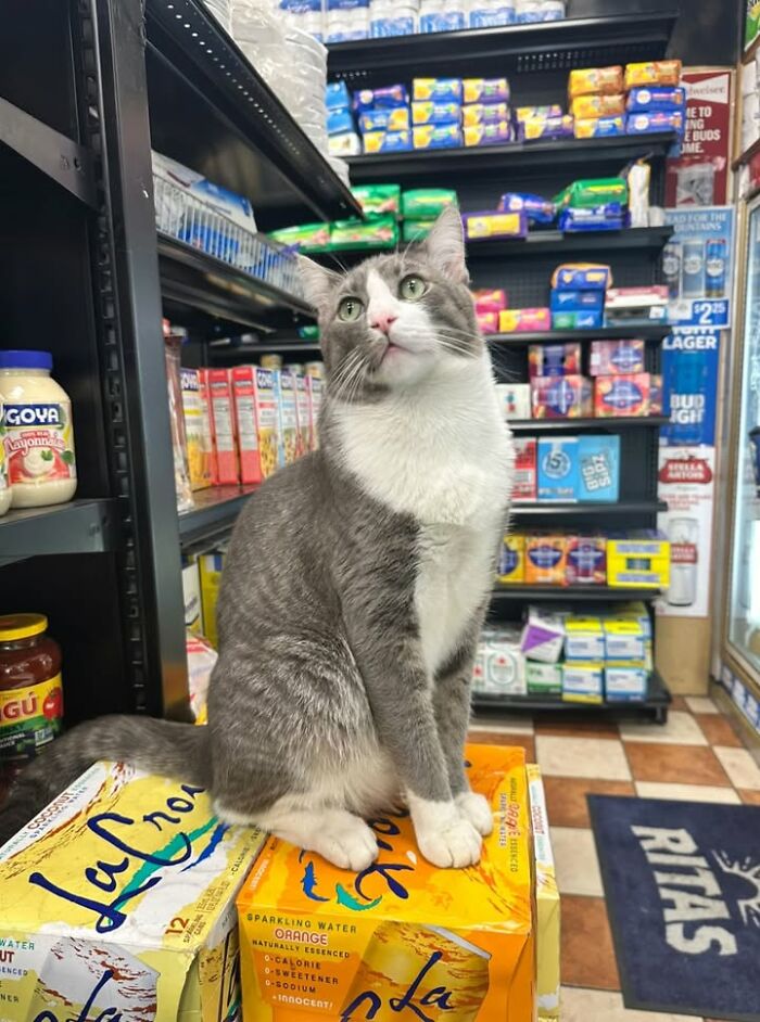 NYC’s Beloved Bodega Cats Are Back, And This Time, They’re Getting Their Own Book (41 New Pics) NYC’s Beloved Bodega Cats Are Back, And This Time, They’re Getting Their Own Book (41 New Pics)