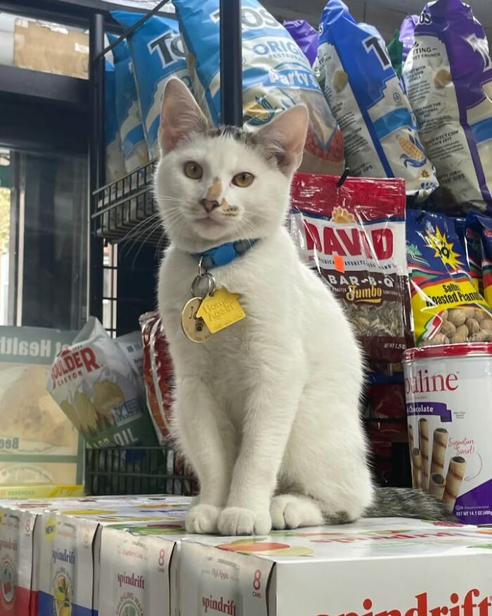 NYC’s Beloved Bodega Cats Are Back, And This Time, They’re Getting Their Own Book (41 New Pics) NYC’s Beloved Bodega Cats Are Back, And This Time, They’re Getting Their Own Book (41 New Pics)