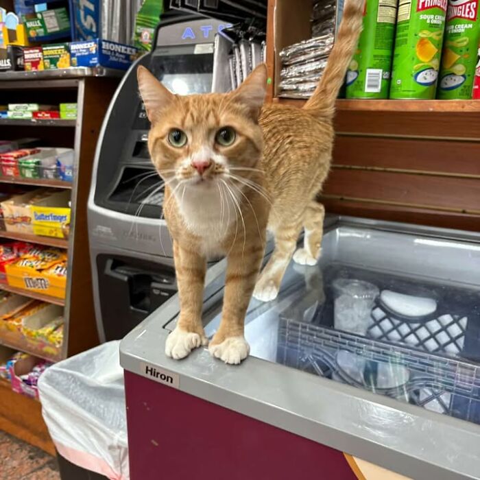 NYC’s Beloved Bodega Cats Are Back, And This Time, They’re Getting Their Own Book (41 New Pics) NYC’s Beloved Bodega Cats Are Back, And This Time, They’re Getting Their Own Book (41 New Pics)