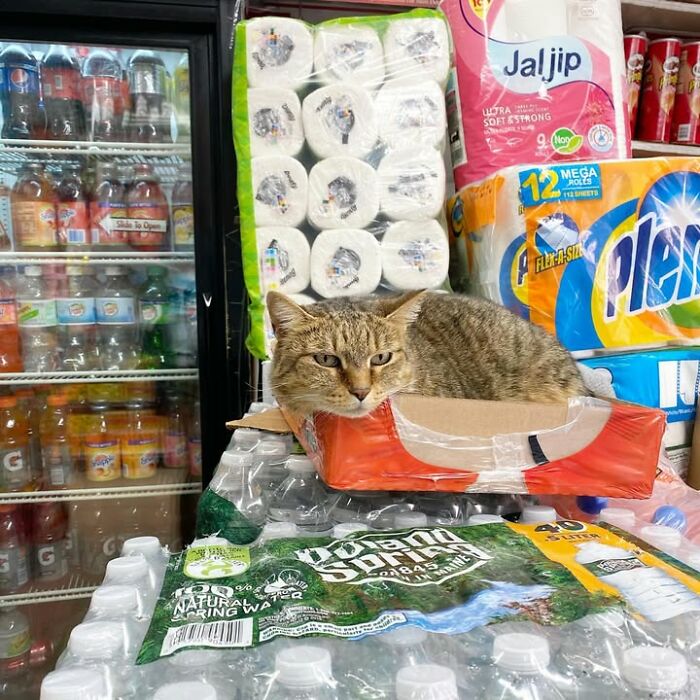 NYC’s Beloved Bodega Cats Are Back, And This Time, They’re Getting Their Own Book (41 New Pics) NYC’s Beloved Bodega Cats Are Back, And This Time, They’re Getting Their Own Book (41 New Pics)