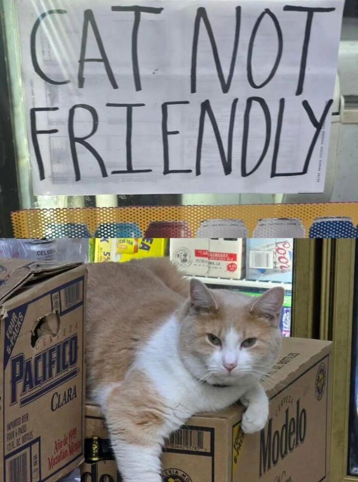 NYC’s Beloved Bodega Cats Are Back, And This Time, They’re Getting Their Own Book (41 New Pics) NYC’s Beloved Bodega Cats Are Back, And This Time, They’re Getting Their Own Book (41 New Pics)