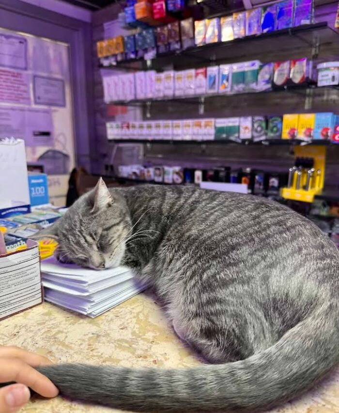 NYC’s Beloved Bodega Cats Are Back, And This Time, They’re Getting Their Own Book (41 New Pics) NYC’s Beloved Bodega Cats Are Back, And This Time, They’re Getting Their Own Book (41 New Pics)