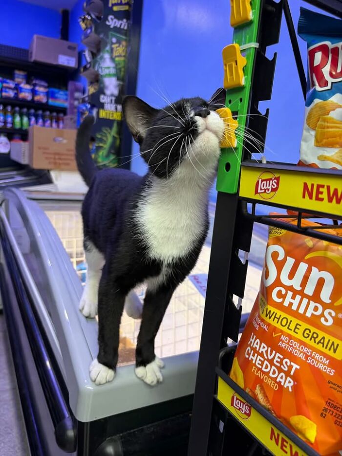 NYC’s Beloved Bodega Cats Are Back, And This Time, They’re Getting Their Own Book (41 New Pics) NYC’s Beloved Bodega Cats Are Back, And This Time, They’re Getting Their Own Book (41 New Pics)
