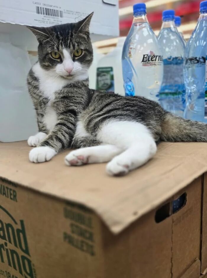 NYC’s Beloved Bodega Cats Are Back, And This Time, They’re Getting Their Own Book (41 New Pics) NYC’s Beloved Bodega Cats Are Back, And This Time, They’re Getting Their Own Book (41 New Pics)