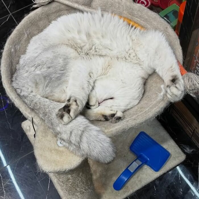 NYC’s Beloved Bodega Cats Are Back, And This Time, They’re Getting Their Own Book (41 New Pics) NYC’s Beloved Bodega Cats Are Back, And This Time, They’re Getting Their Own Book (41 New Pics)