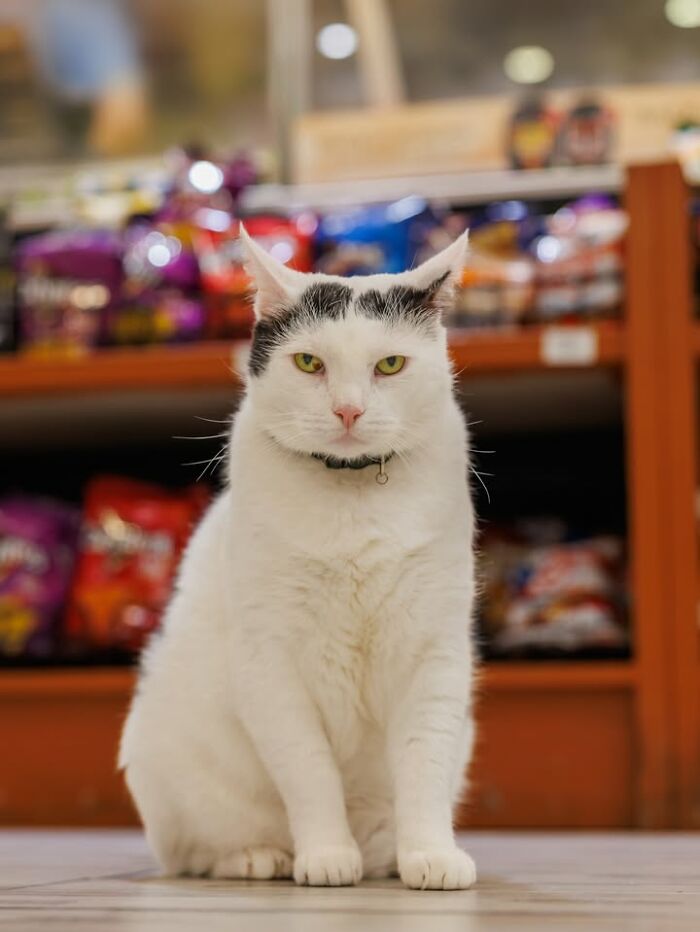 NYC’s Beloved Bodega Cats Are Back, And This Time, They’re Getting Their Own Book (41 New Pics) NYC’s Beloved Bodega Cats Are Back, And This Time, They’re Getting Their Own Book (41 New Pics)
