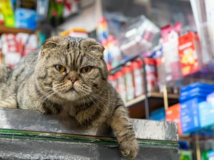 NYC’s Beloved Bodega Cats Are Back, And This Time, They’re Getting Their Own Book (41 New Pics) NYC’s Beloved Bodega Cats Are Back, And This Time, They’re Getting Their Own Book (41 New Pics)