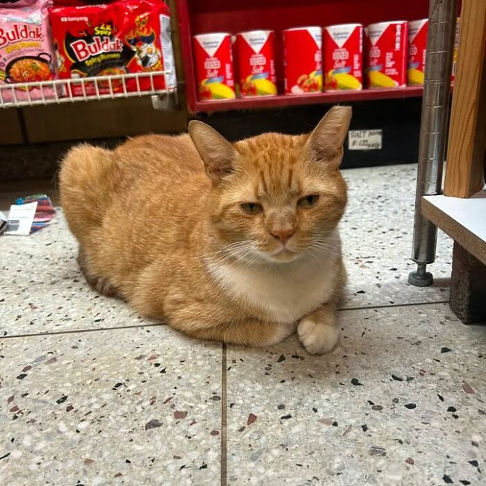 NYC’s Beloved Bodega Cats Are Back, And This Time, They’re Getting Their Own Book (41 New Pics) NYC’s Beloved Bodega Cats Are Back, And This Time, They’re Getting Their Own Book (41 New Pics)