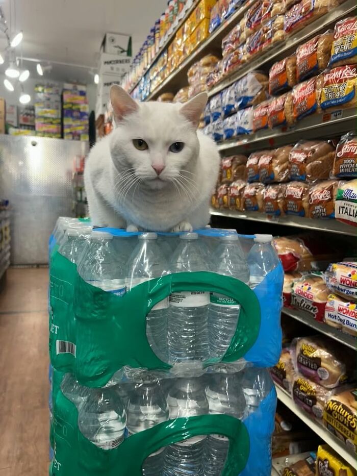 NYC’s Beloved Bodega Cats Are Back, And This Time, They’re Getting Their Own Book (41 New Pics) NYC’s Beloved Bodega Cats Are Back, And This Time, They’re Getting Their Own Book (41 New Pics)