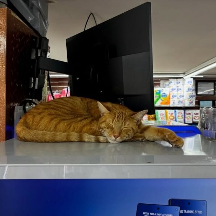 NYC’s Beloved Bodega Cats Are Back, And This Time, They’re Getting Their Own Book (41 New Pics) NYC’s Beloved Bodega Cats Are Back, And This Time, They’re Getting Their Own Book (41 New Pics)
