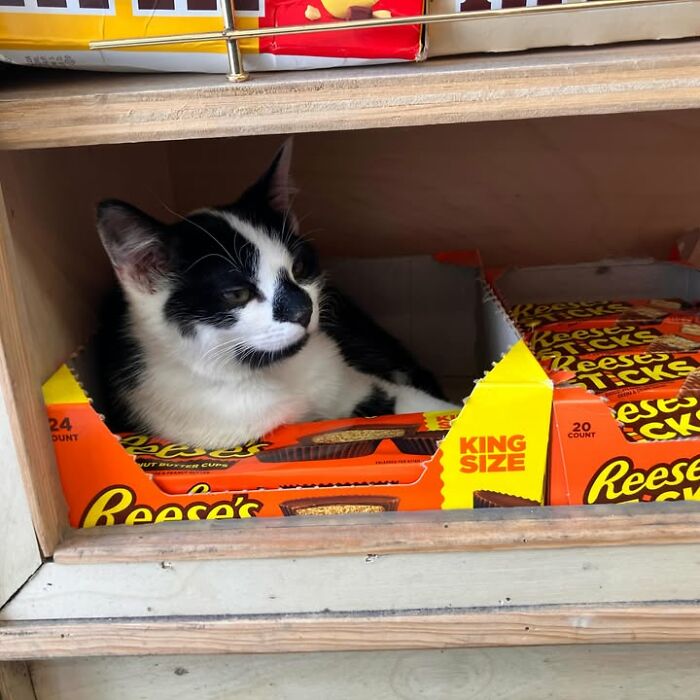 NYC’s Beloved Bodega Cats Are Back, And This Time, They’re Getting Their Own Book (41 New Pics) NYC’s Beloved Bodega Cats Are Back, And This Time, They’re Getting Their Own Book (41 New Pics)