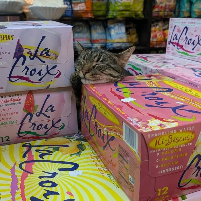 NYC’s Beloved Bodega Cats Are Back, And This Time, They’re Getting Their Own Book (41 New Pics) NYC’s Beloved Bodega Cats Are Back, And This Time, They’re Getting Their Own Book (41 New Pics)