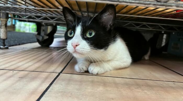 NYC’s Beloved Bodega Cats Are Back, And This Time, They’re Getting Their Own Book (41 New Pics) NYC’s Beloved Bodega Cats Are Back, And This Time, They’re Getting Their Own Book (41 New Pics)