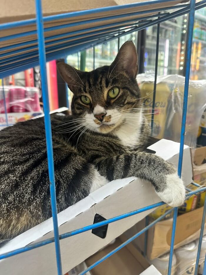 NYC’s Beloved Bodega Cats Are Back, And This Time, They’re Getting Their Own Book (41 New Pics) NYC’s Beloved Bodega Cats Are Back, And This Time, They’re Getting Their Own Book (41 New Pics)