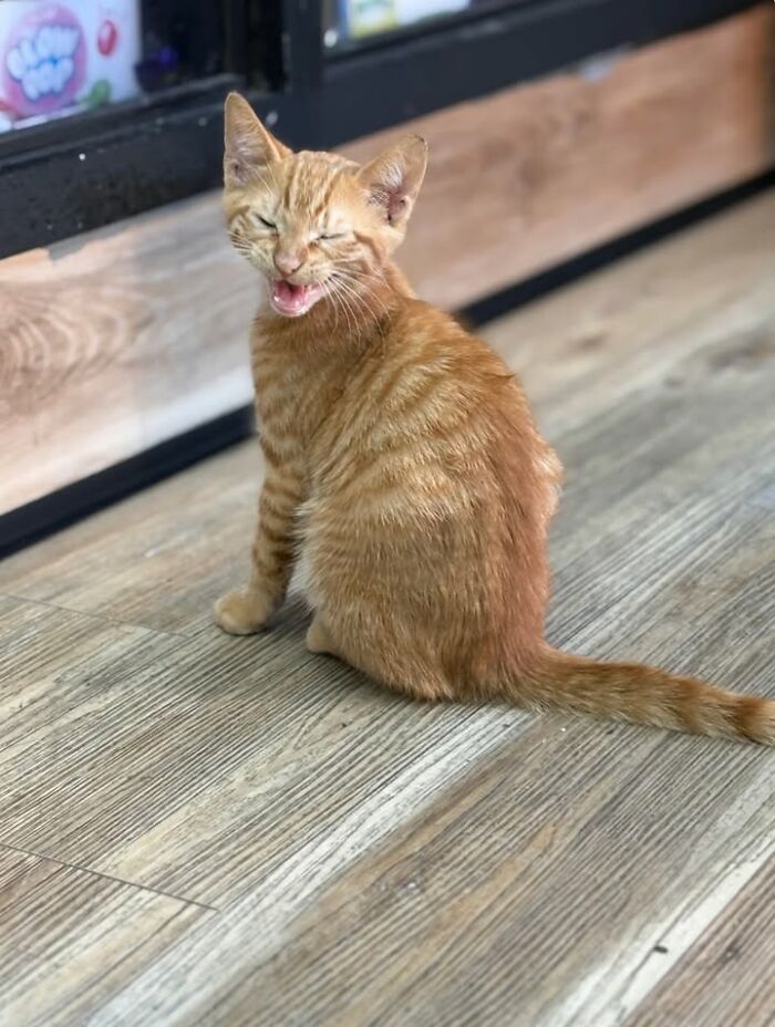NYC’s Beloved Bodega Cats Are Back, And This Time, They’re Getting Their Own Book (41 New Pics) NYC’s Beloved Bodega Cats Are Back, And This Time, They’re Getting Their Own Book (41 New Pics)