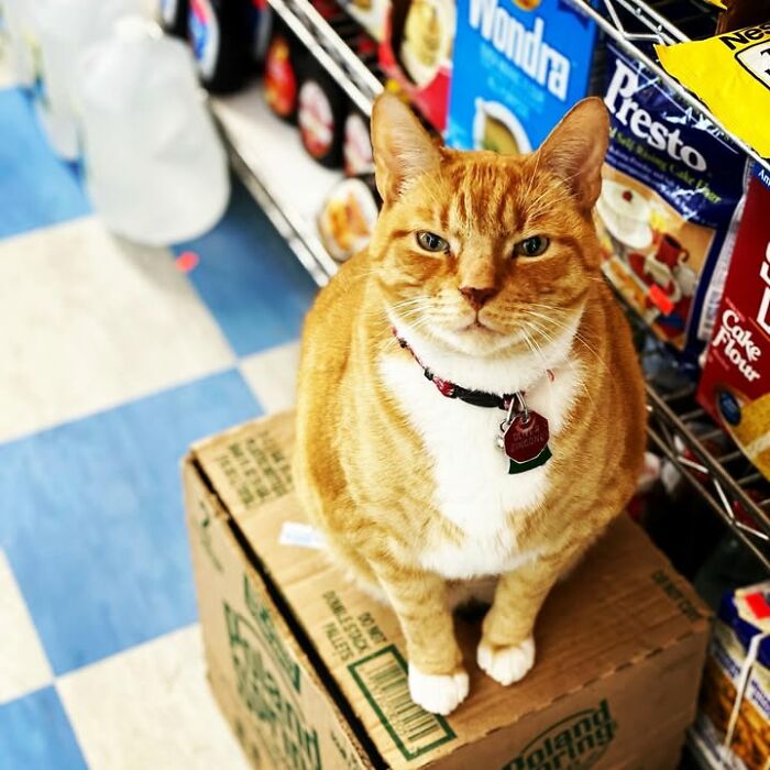 NYC’s Beloved Bodega Cats Are Back, And This Time, They’re Getting Their Own Book (41 New Pics) NYC’s Beloved Bodega Cats Are Back, And This Time, They’re Getting Their Own Book (41 New Pics)