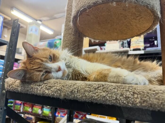 NYC’s Beloved Bodega Cats Are Back, And This Time, They’re Getting Their Own Book (41 New Pics) NYC’s Beloved Bodega Cats Are Back, And This Time, They’re Getting Their Own Book (41 New Pics)