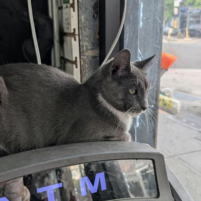 NYC’s Beloved Bodega Cats Are Back, And This Time, They’re Getting Their Own Book (41 New Pics) NYC’s Beloved Bodega Cats Are Back, And This Time, They’re Getting Their Own Book (41 New Pics)