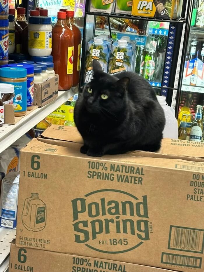 NYC’s Beloved Bodega Cats Are Back, And This Time, They’re Getting Their Own Book (41 New Pics) NYC’s Beloved Bodega Cats Are Back, And This Time, They’re Getting Their Own Book (41 New Pics)
