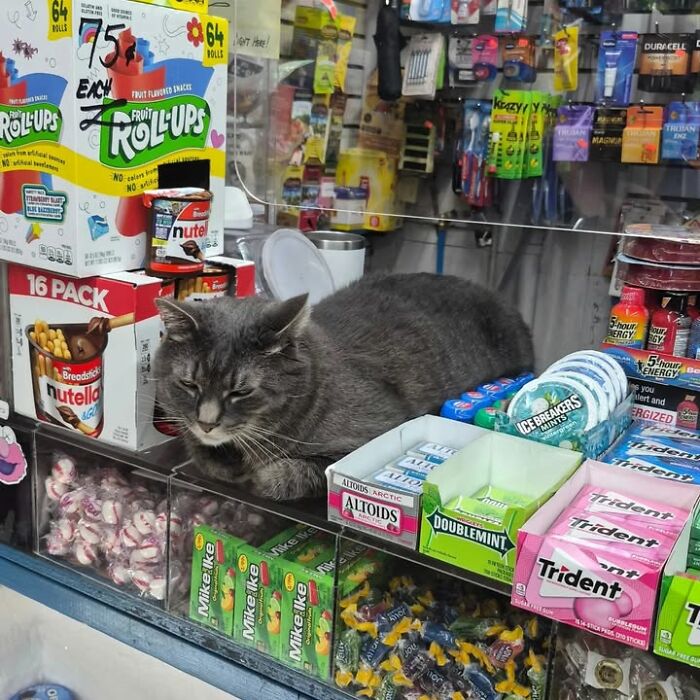 NYC’s Beloved Bodega Cats Are Back, And This Time, They’re Getting Their Own Book (41 New Pics) NYC’s Beloved Bodega Cats Are Back, And This Time, They’re Getting Their Own Book (41 New Pics)