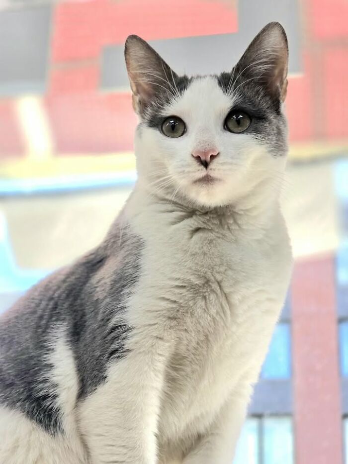 NYC’s Beloved Bodega Cats Are Back, And This Time, They’re Getting Their Own Book (41 New Pics) NYC’s Beloved Bodega Cats Are Back, And This Time, They’re Getting Their Own Book (41 New Pics)