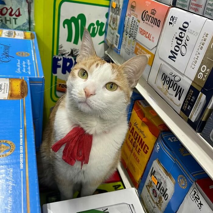 NYC’s Beloved Bodega Cats Are Back, And This Time, They’re Getting Their Own Book (41 New Pics) NYC’s Beloved Bodega Cats Are Back, And This Time, They’re Getting Their Own Book (41 New Pics)