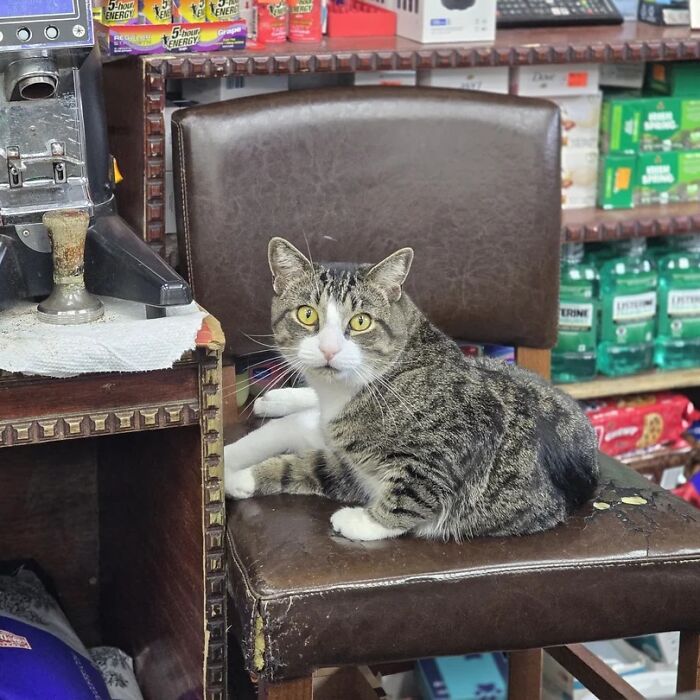 NYC’s Beloved Bodega Cats Are Back, And This Time, They’re Getting Their Own Book (41 New Pics) NYC’s Beloved Bodega Cats Are Back, And This Time, They’re Getting Their Own Book (41 New Pics)