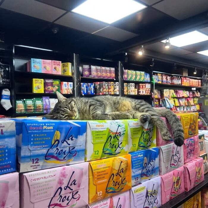 NYC’s Beloved Bodega Cats Are Back, And This Time, They’re Getting Their Own Book (41 New Pics) NYC’s Beloved Bodega Cats Are Back, And This Time, They’re Getting Their Own Book (41 New Pics)