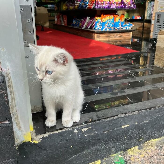 NYC’s Beloved Bodega Cats Are Back, And This Time, They’re Getting Their Own Book (41 New Pics) NYC’s Beloved Bodega Cats Are Back, And This Time, They’re Getting Their Own Book (41 New Pics)