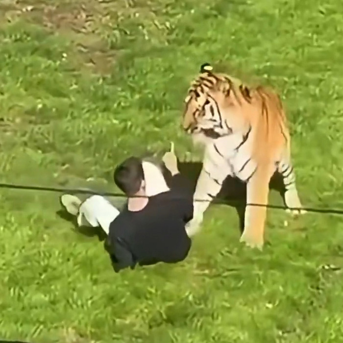 Even MAGA Turns On Trump Over “Disgusting” Tiger Video Just After Yorkshire Tragedy