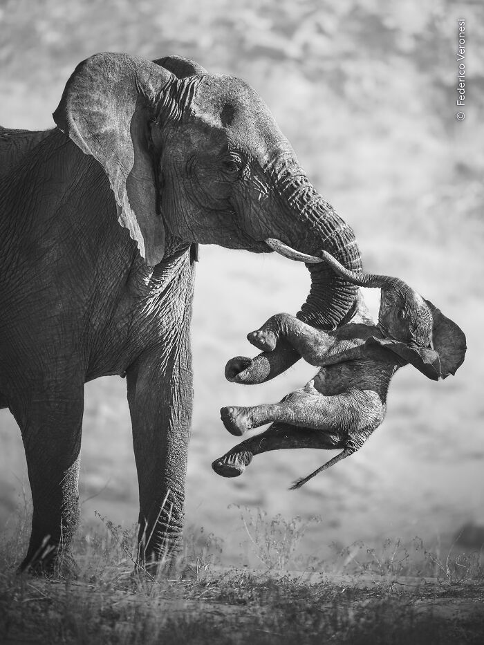 The Wildlife Photographer Of The Year 2026 Winners Are Gorgeous And Heartbreaking (19 Pics) The Wildlife Photographer Of The Year 2026 Winners Are Gorgeous And Heartbreaking (19 Pics)