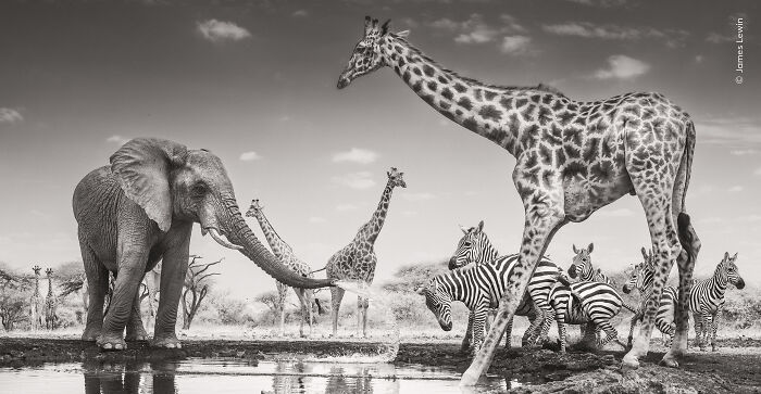 The Wildlife Photographer Of The Year 2026 Winners Are Gorgeous And Heartbreaking (19 Pics) The Wildlife Photographer Of The Year 2026 Winners Are Gorgeous And Heartbreaking (19 Pics)
