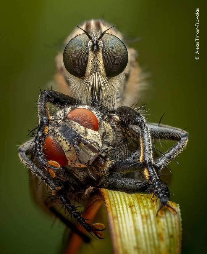 The Wildlife Photographer Of The Year 2026 Winners Are Gorgeous And Heartbreaking (19 Pics) The Wildlife Photographer Of The Year 2026 Winners Are Gorgeous And Heartbreaking (19 Pics)
