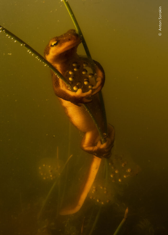 The Wildlife Photographer Of The Year 2026 Winners Are Gorgeous And Heartbreaking (19 Pics) The Wildlife Photographer Of The Year 2026 Winners Are Gorgeous And Heartbreaking (19 Pics)