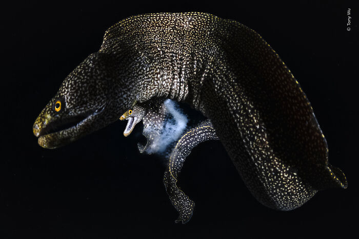 The Wildlife Photographer Of The Year 2026 Winners Are Gorgeous And Heartbreaking (19 Pics) The Wildlife Photographer Of The Year 2026 Winners Are Gorgeous And Heartbreaking (19 Pics)