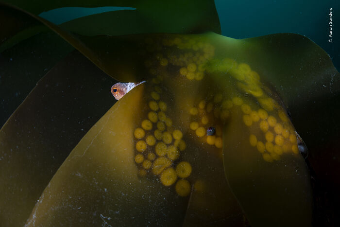 The Wildlife Photographer Of The Year 2026 Winners Are Gorgeous And Heartbreaking (19 Pics) The Wildlife Photographer Of The Year 2026 Winners Are Gorgeous And Heartbreaking (19 Pics)