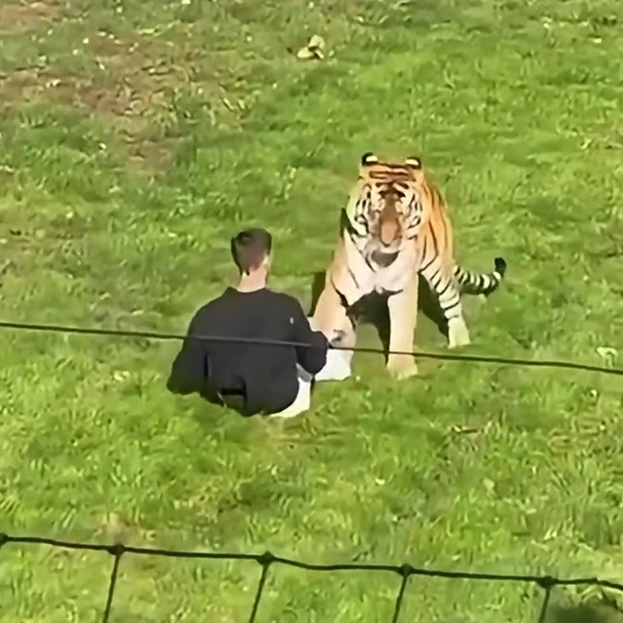 Family Of Man Who Tragically Entered Tiger Enclosure Breaks Silence After Trump’s Scandalous Video