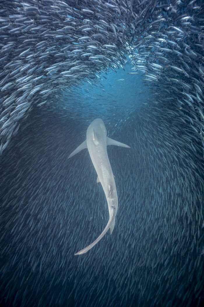 Here Are The Best 70 Pics Of 2026, As Shared By Siena International Photo Awards