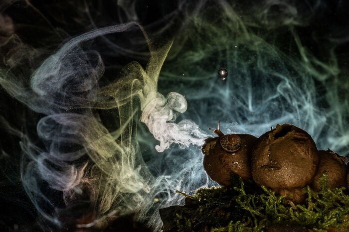 Here Are The Best 70 Pics Of 2026, As Shared By Siena International Photo Awards