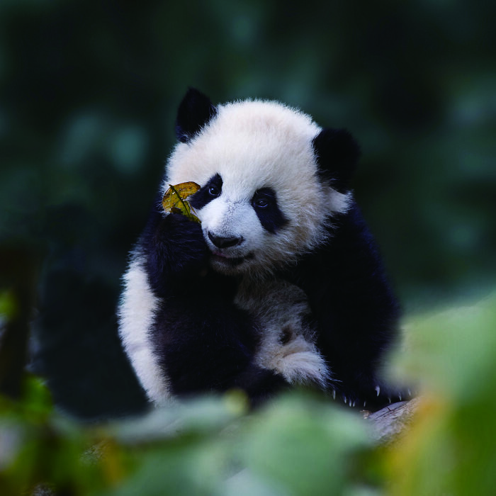 Once Endangered, Now Vulnerable: A New Book Celebrates China’s Giant Panda Comeback (12 Pics) Once Endangered, Now Vulnerable: A New Book Celebrates China’s Giant Panda Comeback (12 Pics)