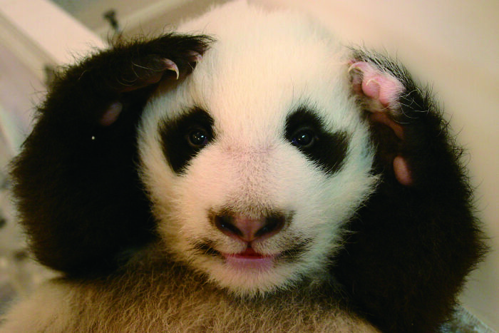 Once Endangered, Now Vulnerable: A New Book Celebrates China’s Giant Panda Comeback (12 Pics) Once Endangered, Now Vulnerable: A New Book Celebrates China’s Giant Panda Comeback (12 Pics)
