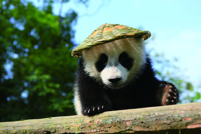 Once Endangered, Now Vulnerable: A New Book Celebrates China’s Giant Panda Comeback (12 Pics) Once Endangered, Now Vulnerable: A New Book Celebrates China’s Giant Panda Comeback (12 Pics)