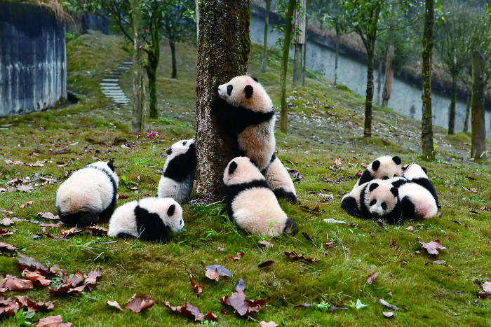 Once Endangered, Now Vulnerable: A New Book Celebrates China’s Giant Panda Comeback (12 Pics) Once Endangered, Now Vulnerable: A New Book Celebrates China’s Giant Panda Comeback (12 Pics)